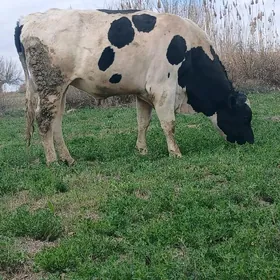 GALYŞTEÝİN ÖKÜZ