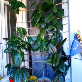 фикус Чёрный принц