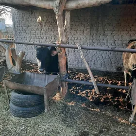 Yaṣ okizçe  ýas gunajyn