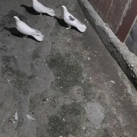 şamyradyň bakinskiý kepderi