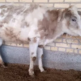 Яш богаз гунажын