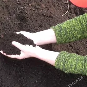 YANAN DERS GUM SEMENT MITI Гум