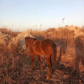 Секикиз айлик ургачи тай