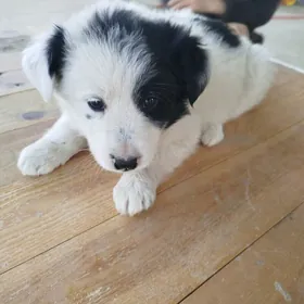 Щенок девочка, мелкой породы