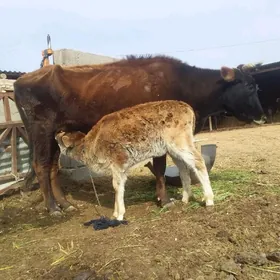 Göleli sygyr tohum mal