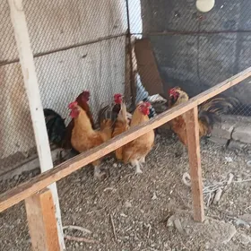 karlik towuk towsan per