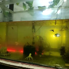 Акварюм Гысаглы