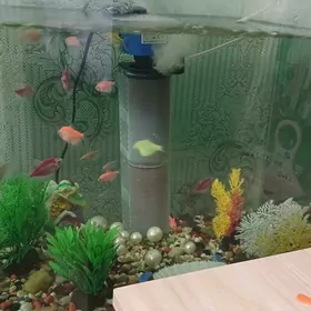 Akwarum, balyk, аквариум