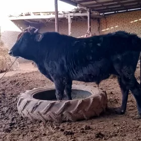 гара окуз баклып дур