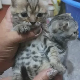 шотландский выслаухи