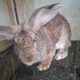 Welikan towsan parodasy flandr