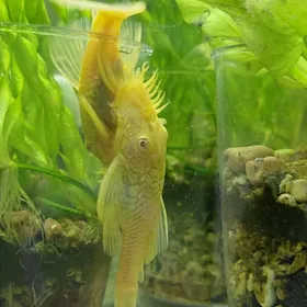 Анциструс рыбки