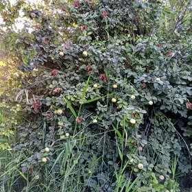 недвижимость