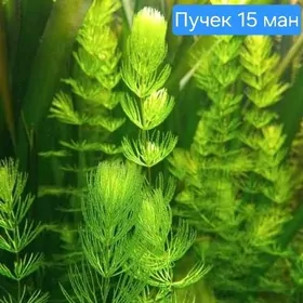 Роголистник растение аквариум