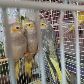 Молодые попугаи