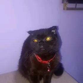 Вислаухая кошка породы Страйт