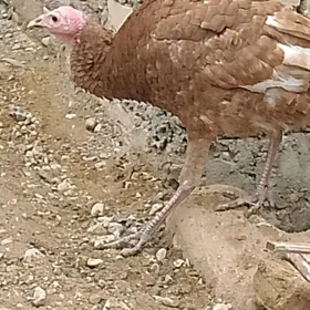 индук ,эркек