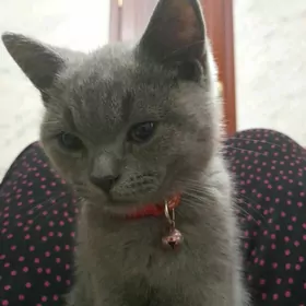 pisik domasnyÿ (Britanskiy)par