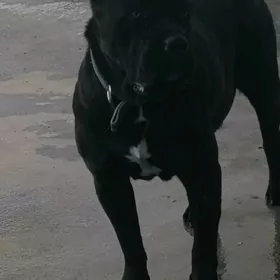 Кане Корсо  Клубные щенки