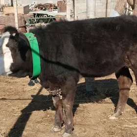 simental corny piostra tuwe