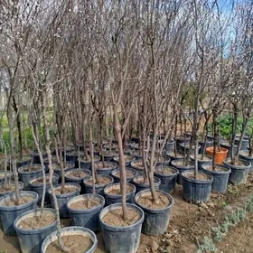 dekoratiw gyzyl ulje