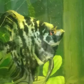 производители