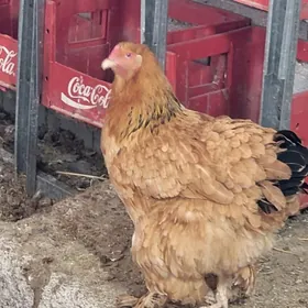 owgan induk brama towuk