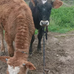 Şwes öküz we Şwes tüwe