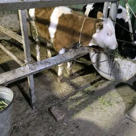 галштейн симентал голелер