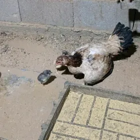 taskent juje kul kareý