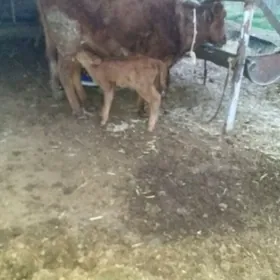 голели сыгыр