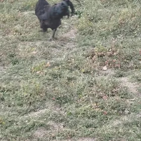 Yumurtga. parodny Ayam semani