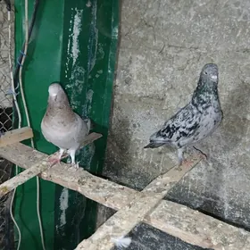 КЕПДЕРИ. МЫРАМЫР