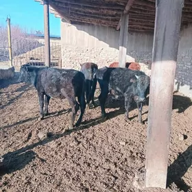 4 саны 1 яшар окузче