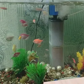 akwaryum,balyk,аквариум