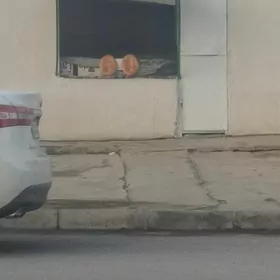 pekaeny yorap dur usunde gecya