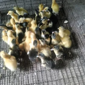 гак гак жуже