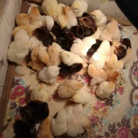 Домашние куры (Циплята )