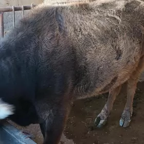 Голели сыгыр