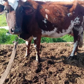 Gibrit  Goleli tohum mal