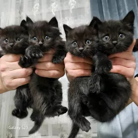 Котята /Pişijek