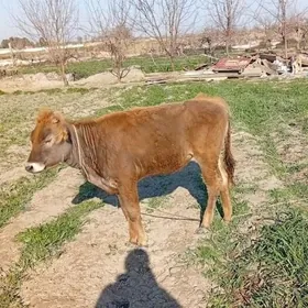 Gole Tuwe tohum mallar