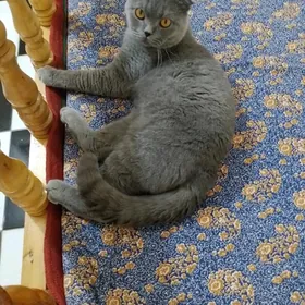 Шотландский кот на вязку