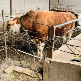 Paroda okuzler lebap welayatda