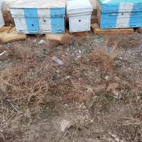 Бал ары.ящик