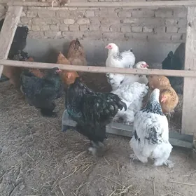 brama towuk horaz arginal