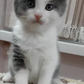 отдам котят