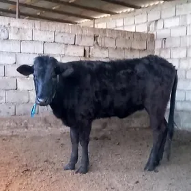 GARA ÇORNY PIÝOSTYR TÜWE