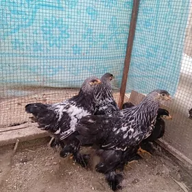 Байес Товук  Парода жуйжелер