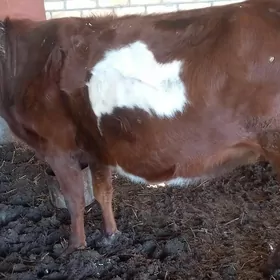 Тохум сыгыр 2 гузлан